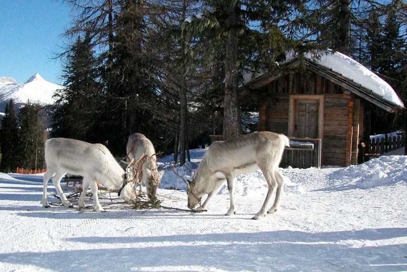 Renne sulla Croda Rossa